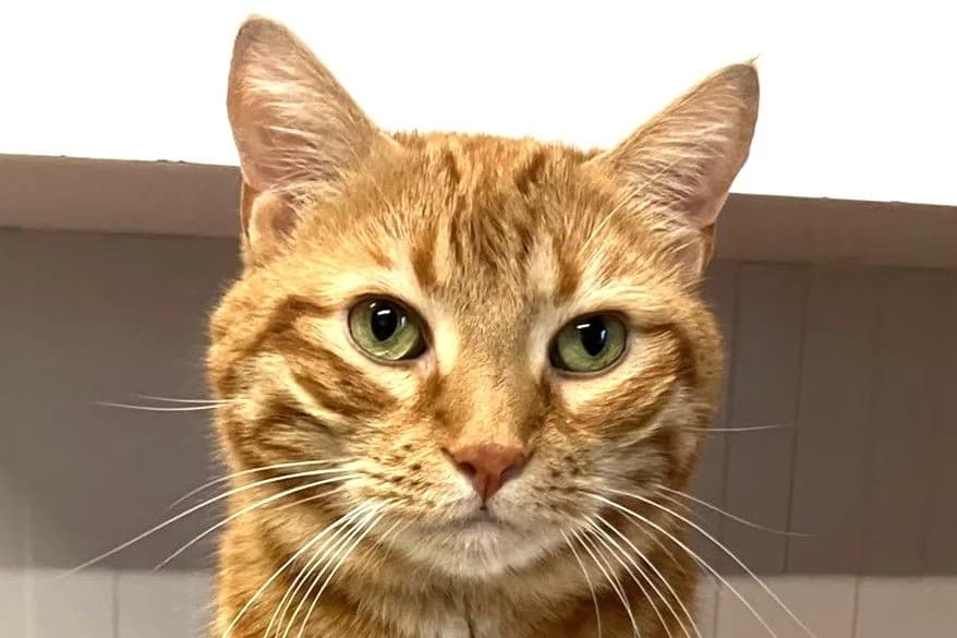 Nacho, male senior European Shorthair for adoption at SPA Fribourg, Font