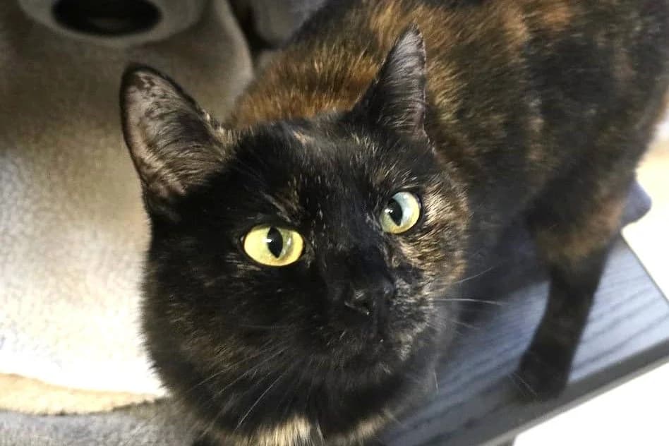 Lolly, female young European Shorthair for adoption at SPA Fribourg, Font