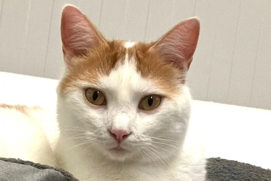 Néo, male young European Shorthair for adoption at SPA Fribourg, Font