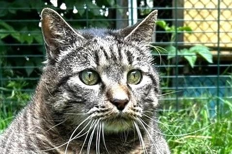 Obelix, male 7yo European Shorthair for adoption at SPA Fribourg, Font