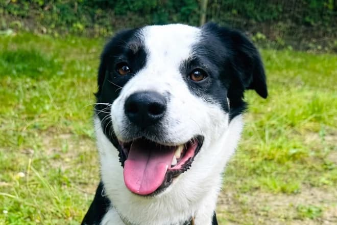 Kodak, male young Border Collie for adoption at SPA Fribourg, Font