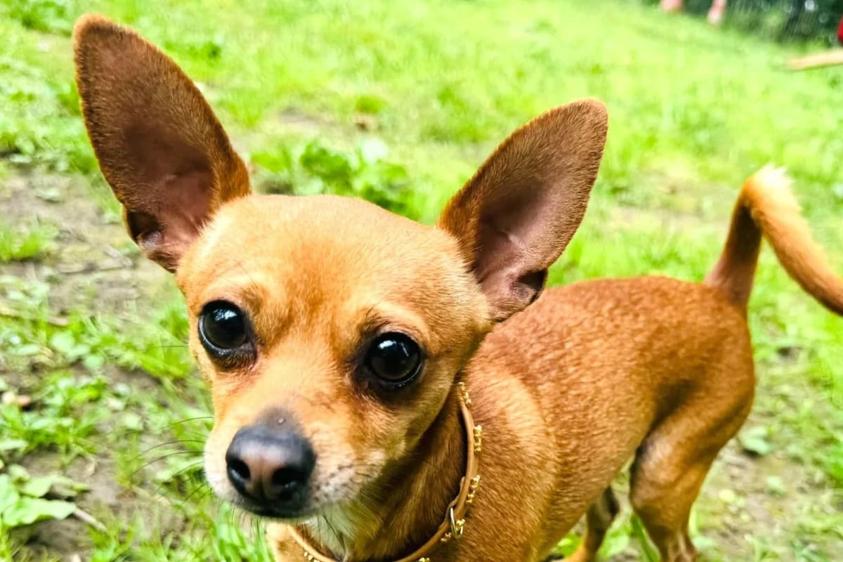 Lucky, male young Chihuahua for adoption at SPA Fribourg, Font