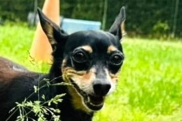 Mally, female senior mixed breed for adoption at SPA Fribourg, Font