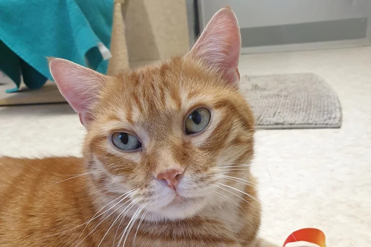 Churro, male senior European Shorthair for adoption at SPA Fribourg, Font