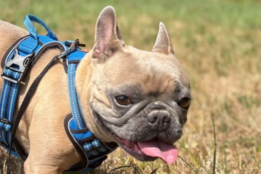 Nina, female 5yo French Bulldog for adoption at SPA Fribourg, Font