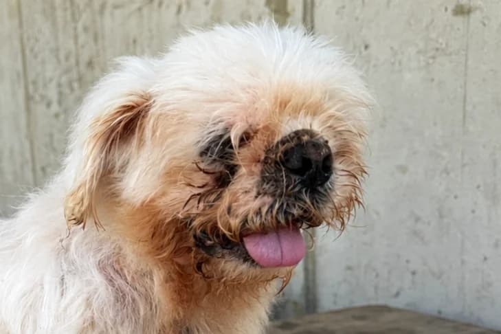 Roquette, male senior mixed breed for adoption at SPA Fribourg, Font