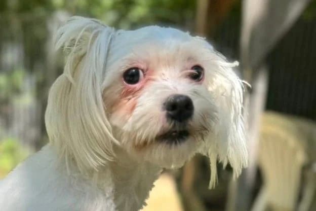 Lassie, female young Maltese for adoption at SPA Fribourg, Font