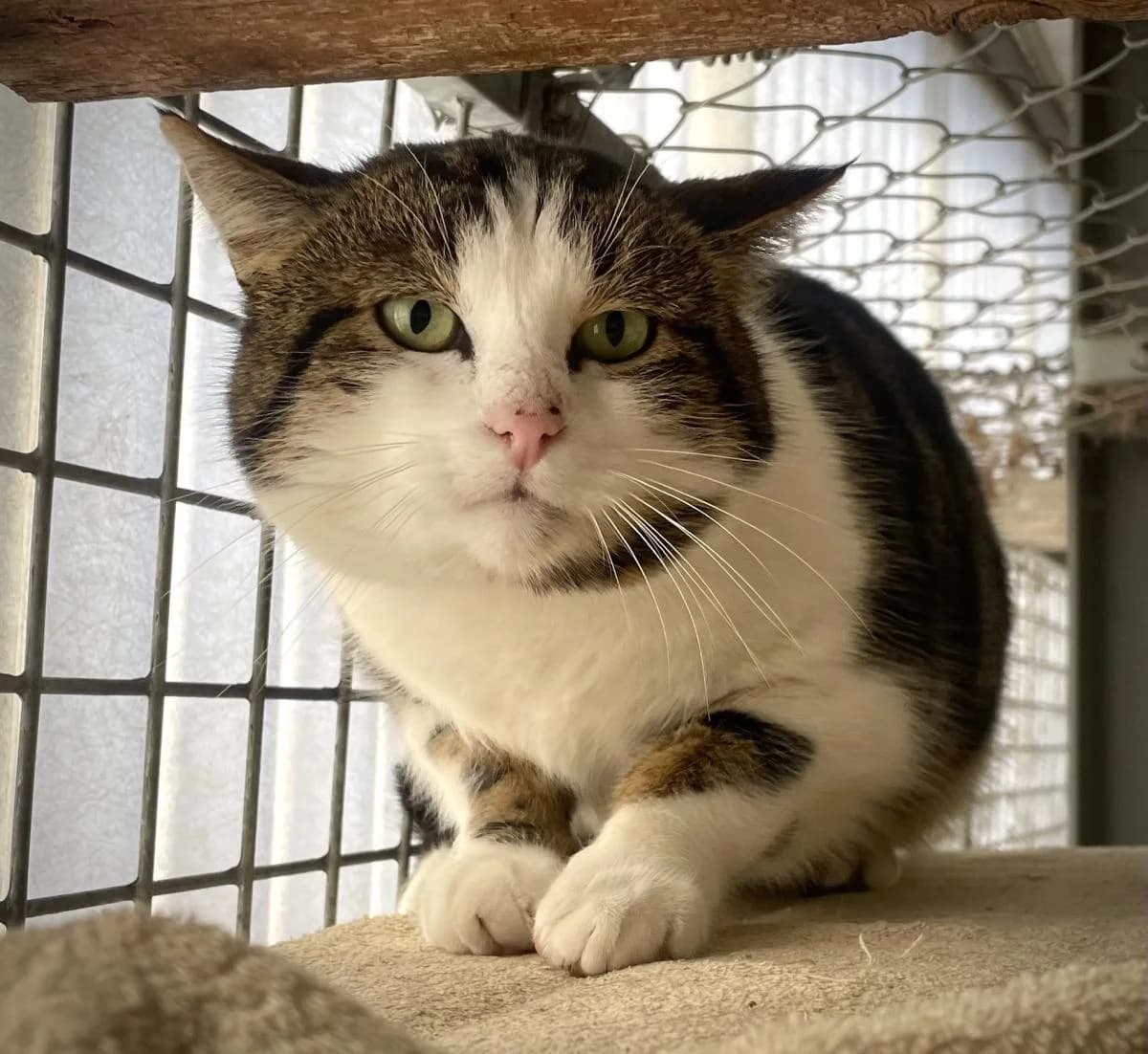 Casper, tigré blanc. male 5yo European Shorthair for adoption at SPA du Haut-Léman
