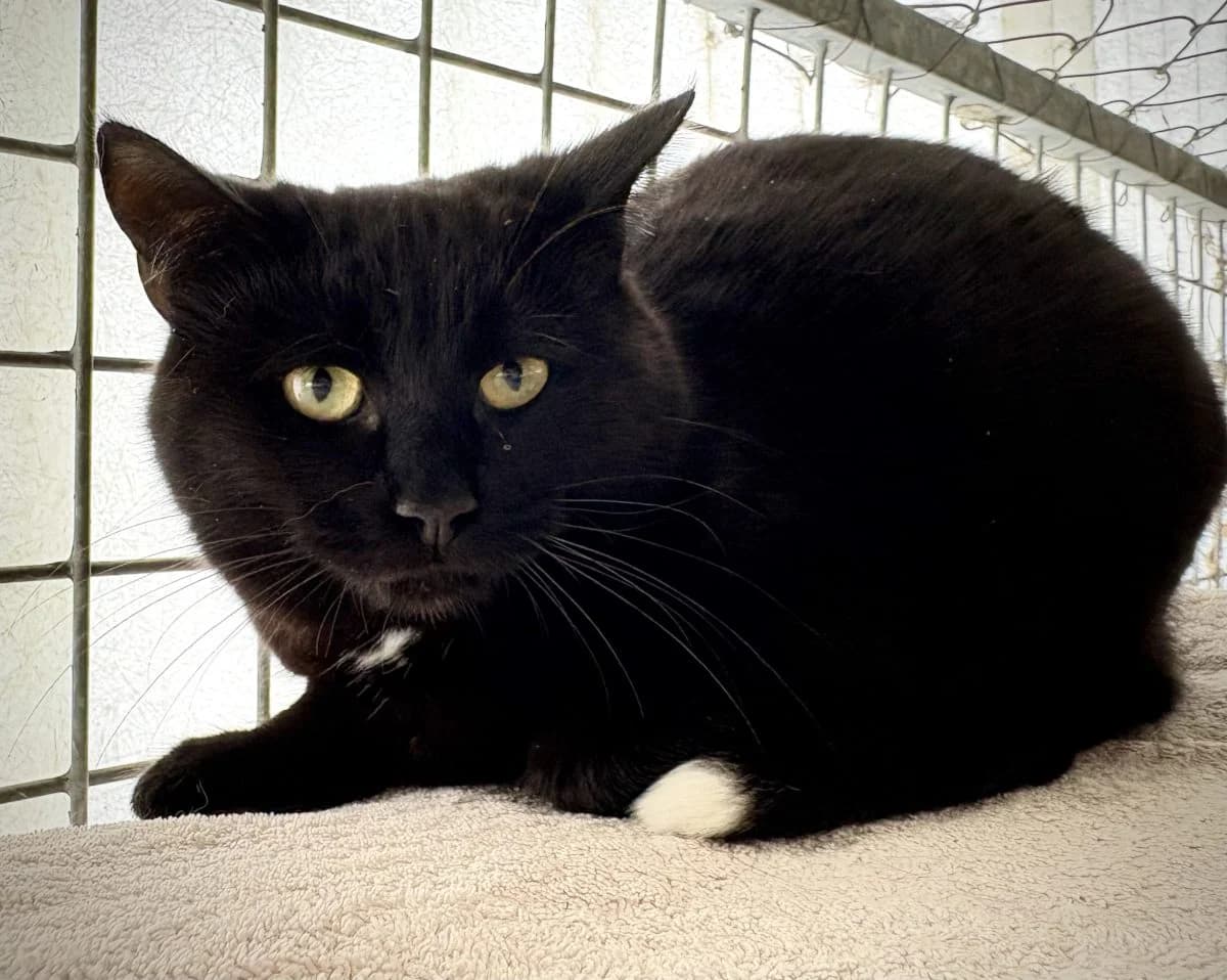 Bagheera, noire female 3yo European Shorthair for adoption at SPA du Haut-Léman