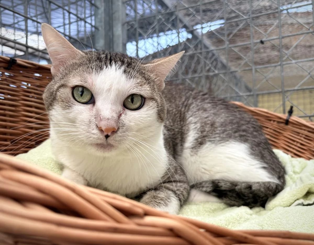 Nyx, tigré blanc male 4yo European Shorthair for adoption at SPA du Haut-Léman