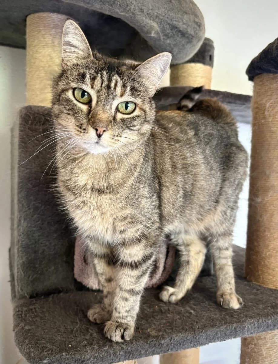 Shine, female 4yo European Shorthair for adoption at SPA du Haut-Léman