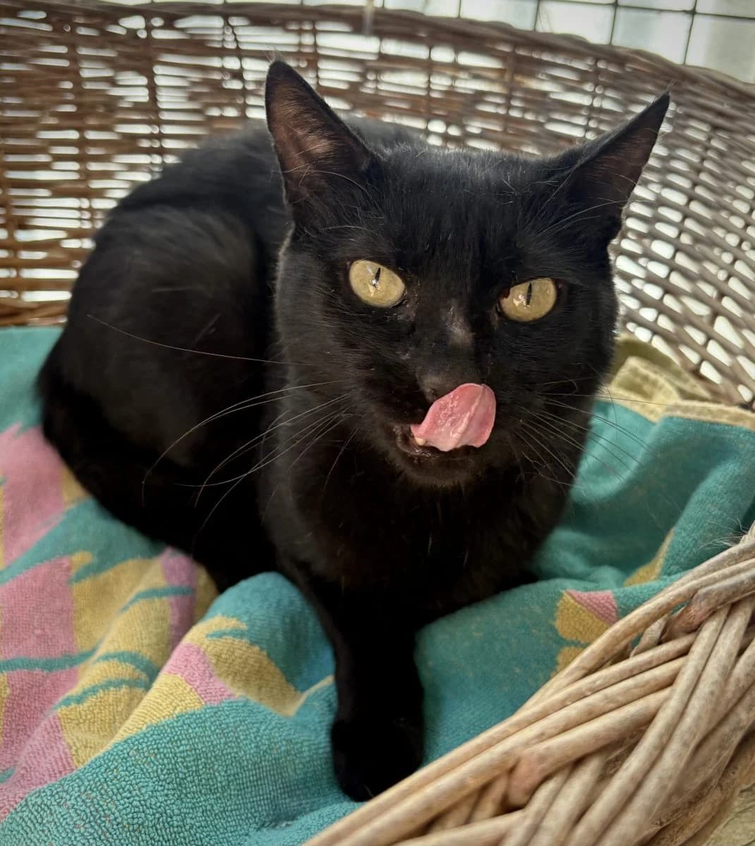 Lennon, noir male 6yo European Shorthair for adoption at SPA du Haut-Léman
