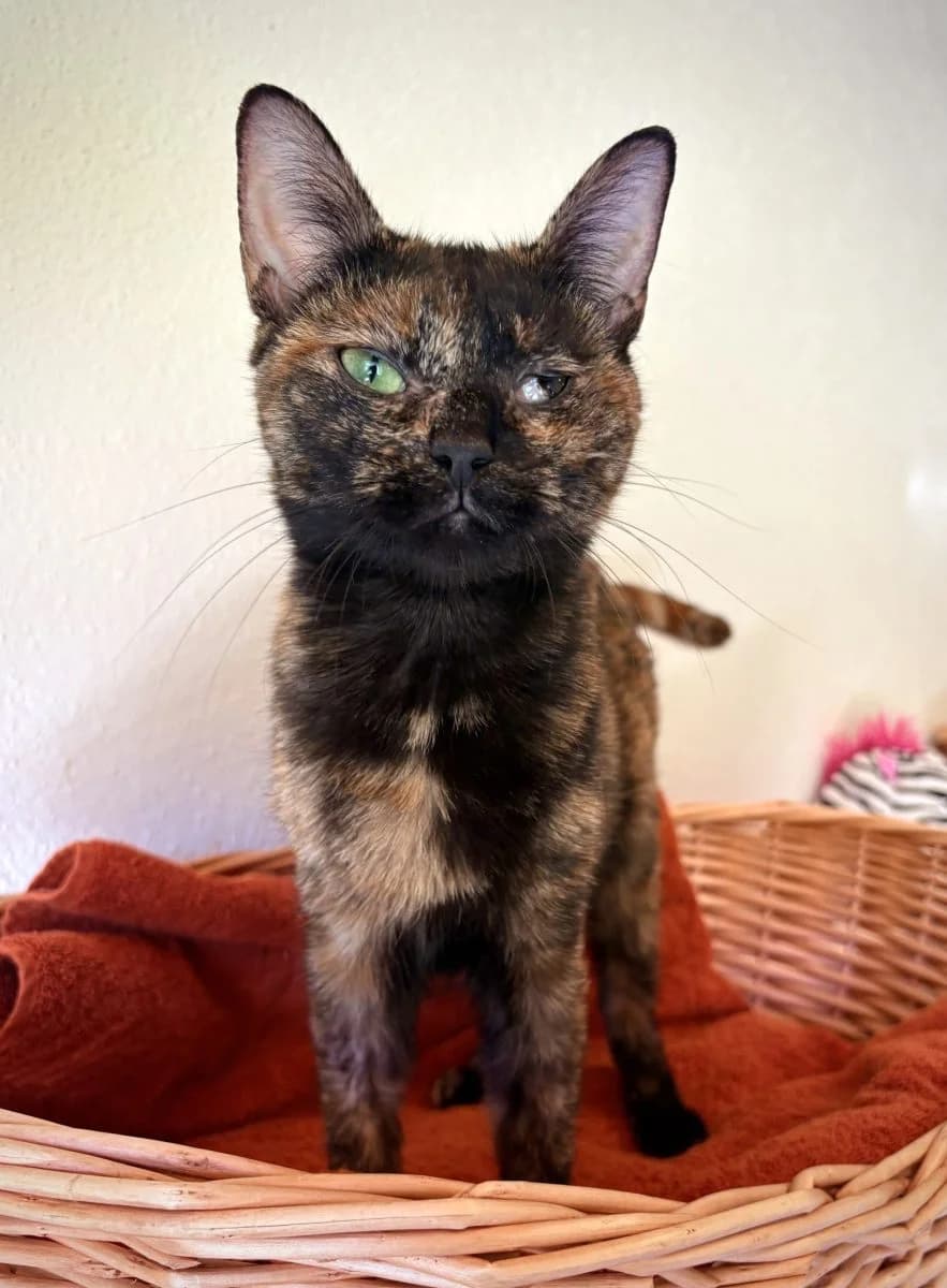 Sally, female 3yo European Shorthair for adoption at SPA du Haut-Léman