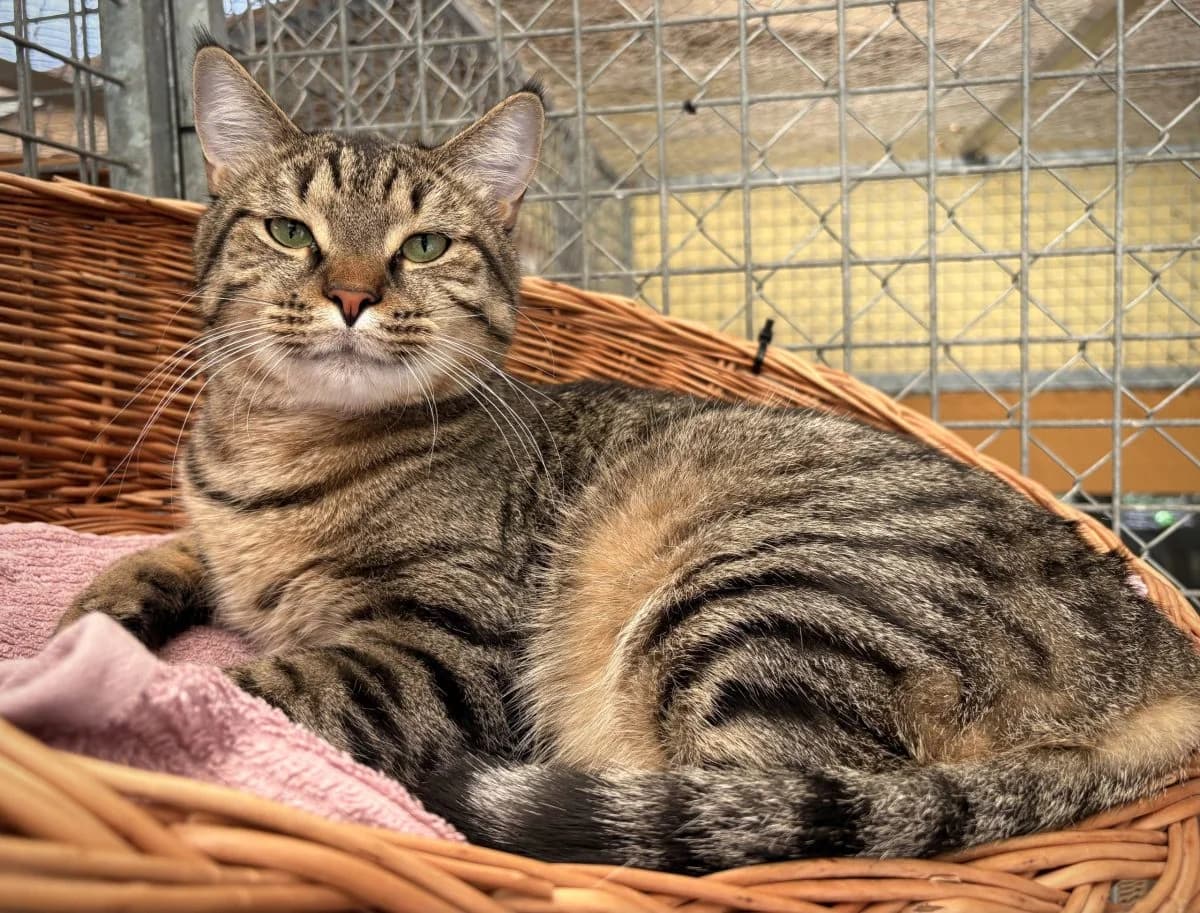 Tazko, tigré male young European Shorthair for adoption at SPA du Haut-Léman