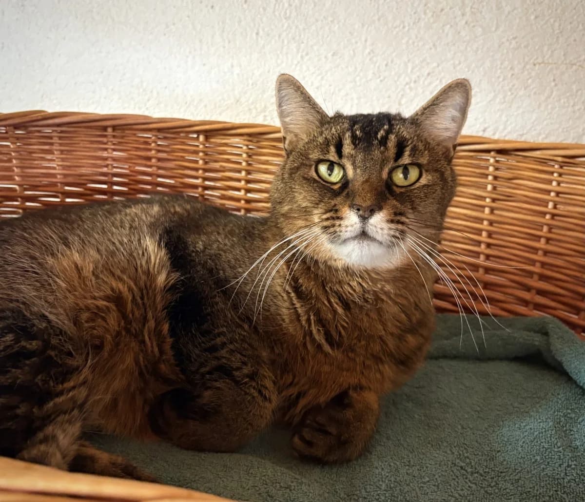Gribouille, male senior European Shorthair for adoption at SPA du Haut-Léman