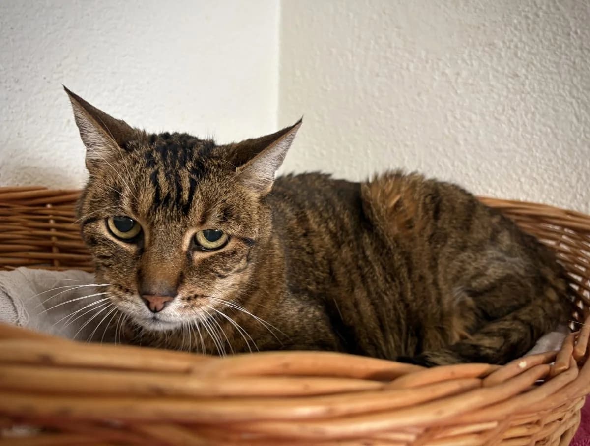 Tchaz, tigré male senior European Shorthair for adoption at SPA du Haut-Léman