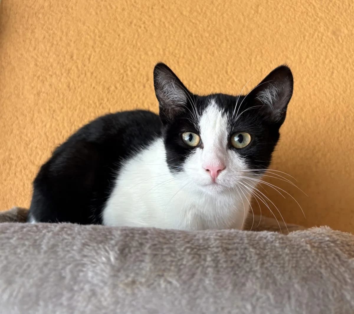 Biscotte, female European Shorthair for adoption at SPA du Haut-Léman