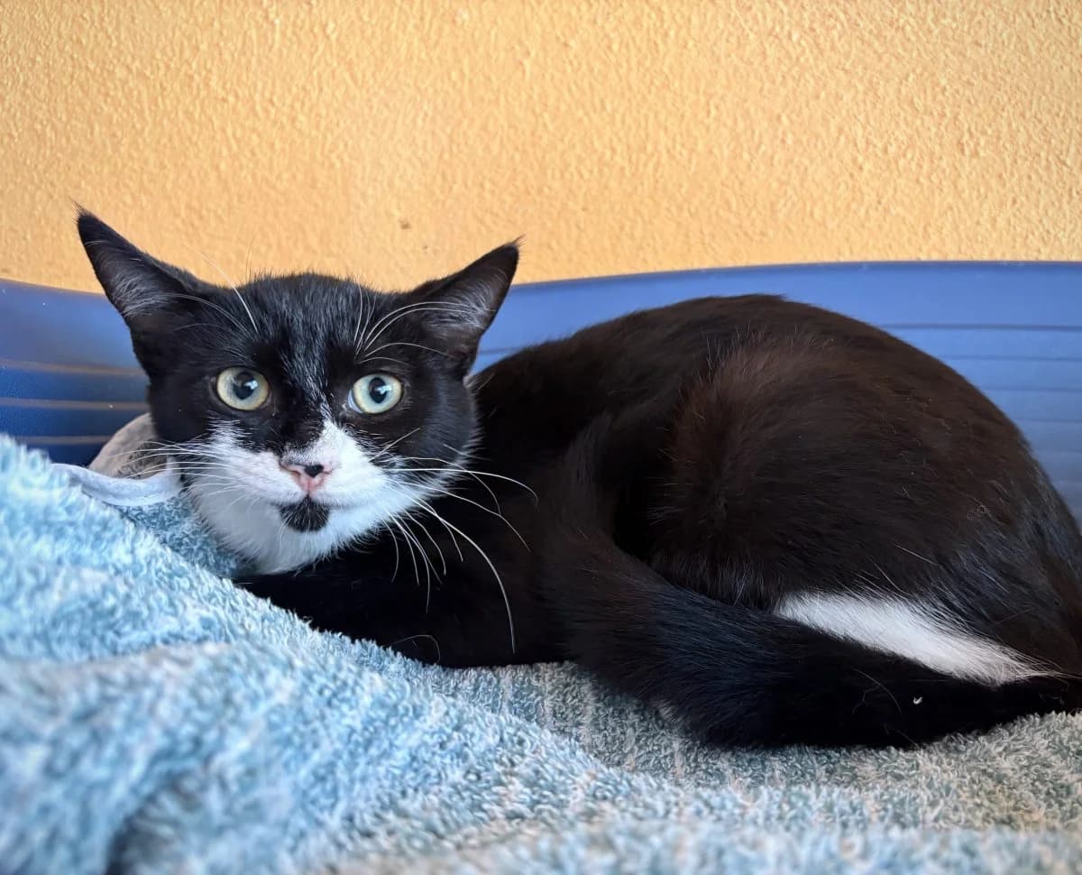 Bretzel, male European Shorthair for adoption at SPA du Haut-Léman