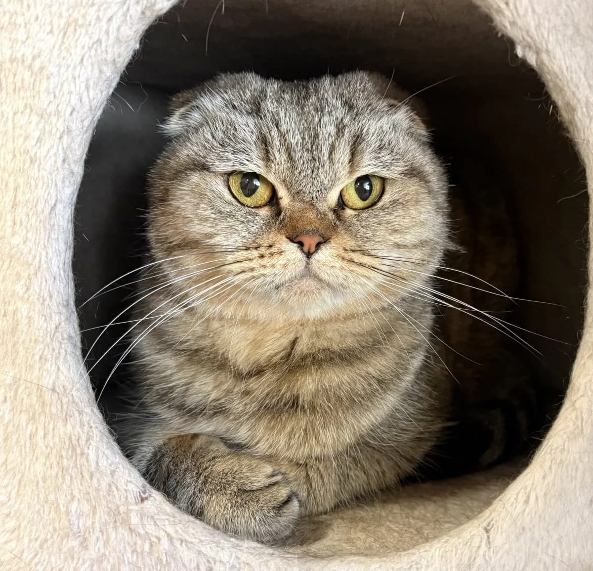 Lily Rose, tigrée. female 3yo Scottish Fold for adoption at SPA du Haut-Léman