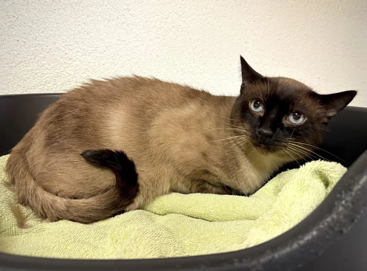 Yonko, male senior Siamese for adoption at SPA du Haut-Léman