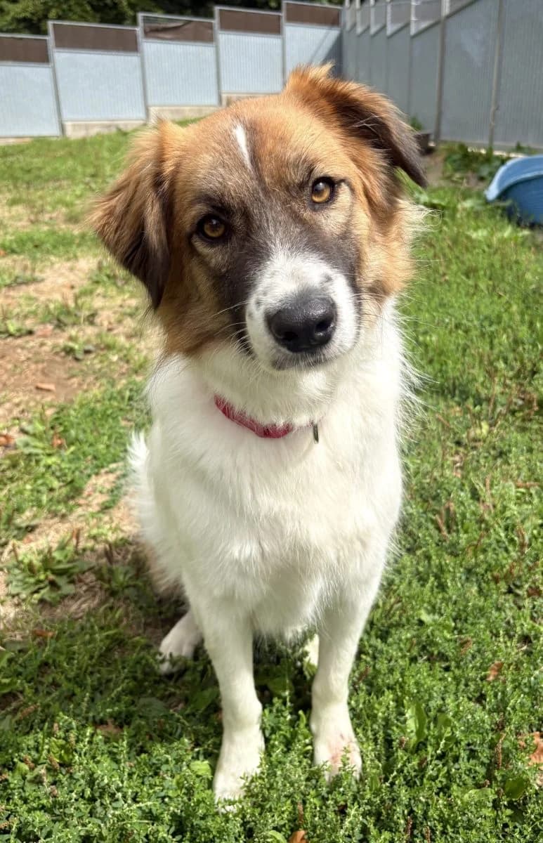 Vortex, male young mixed breed for adoption at SPA du Haut-Léman