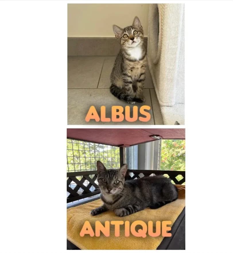 Albus et Antique, Tigré-Blanc male young European Shorthair for adoption at SPA La Côte