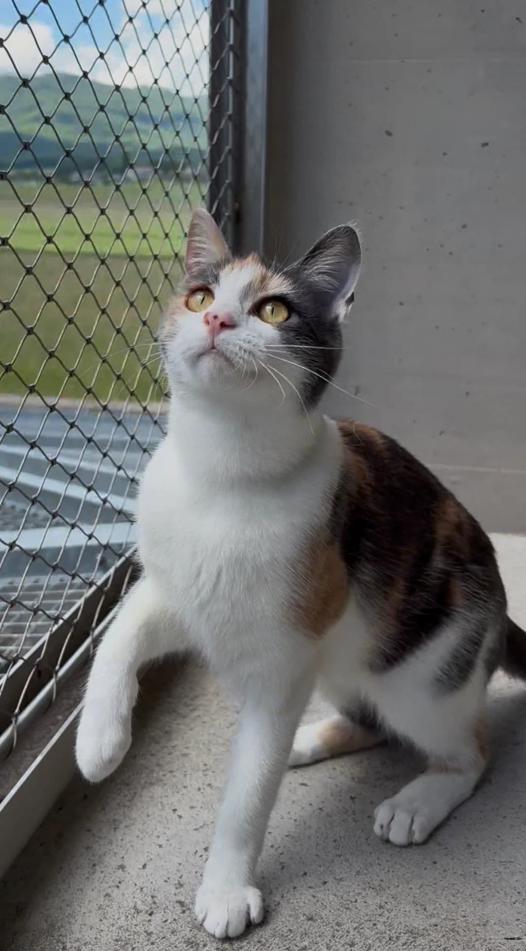 Annie, Tricolore female young European Shorthair for adoption at SPA La Côte