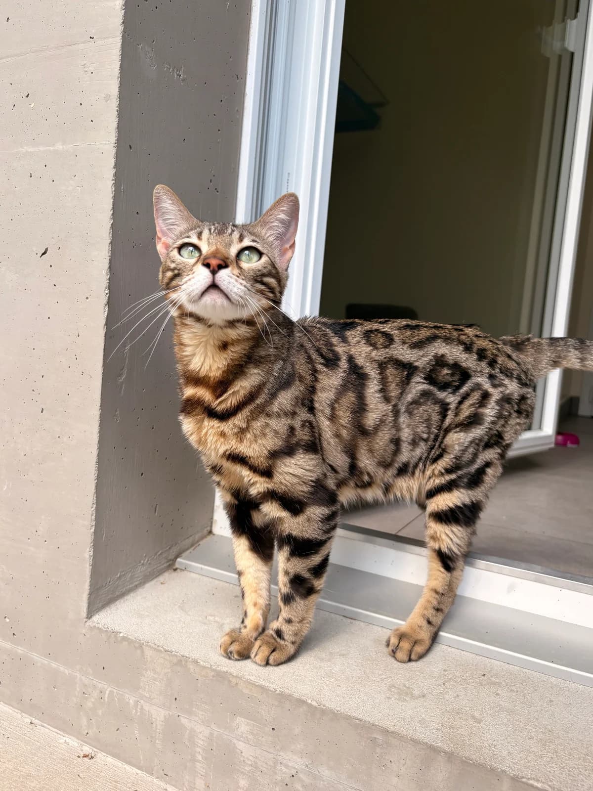 Aya, Brown female 3yo European Shorthair for adoption at SPA La Côte