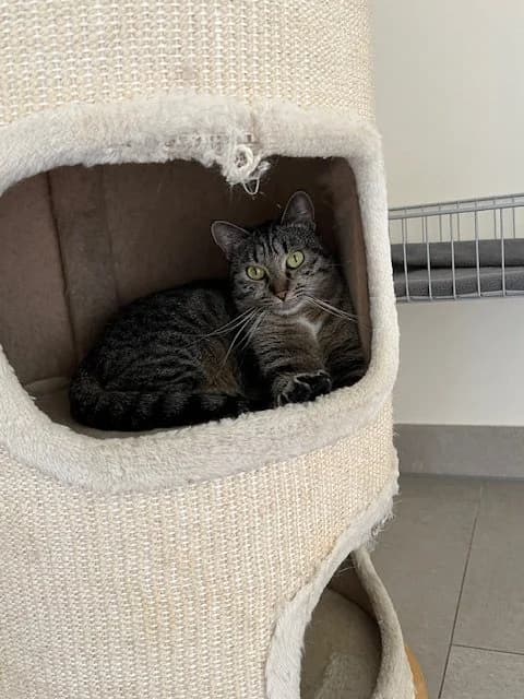 Camomille, Tigrée female European Shorthair for adoption at SPA La Côte