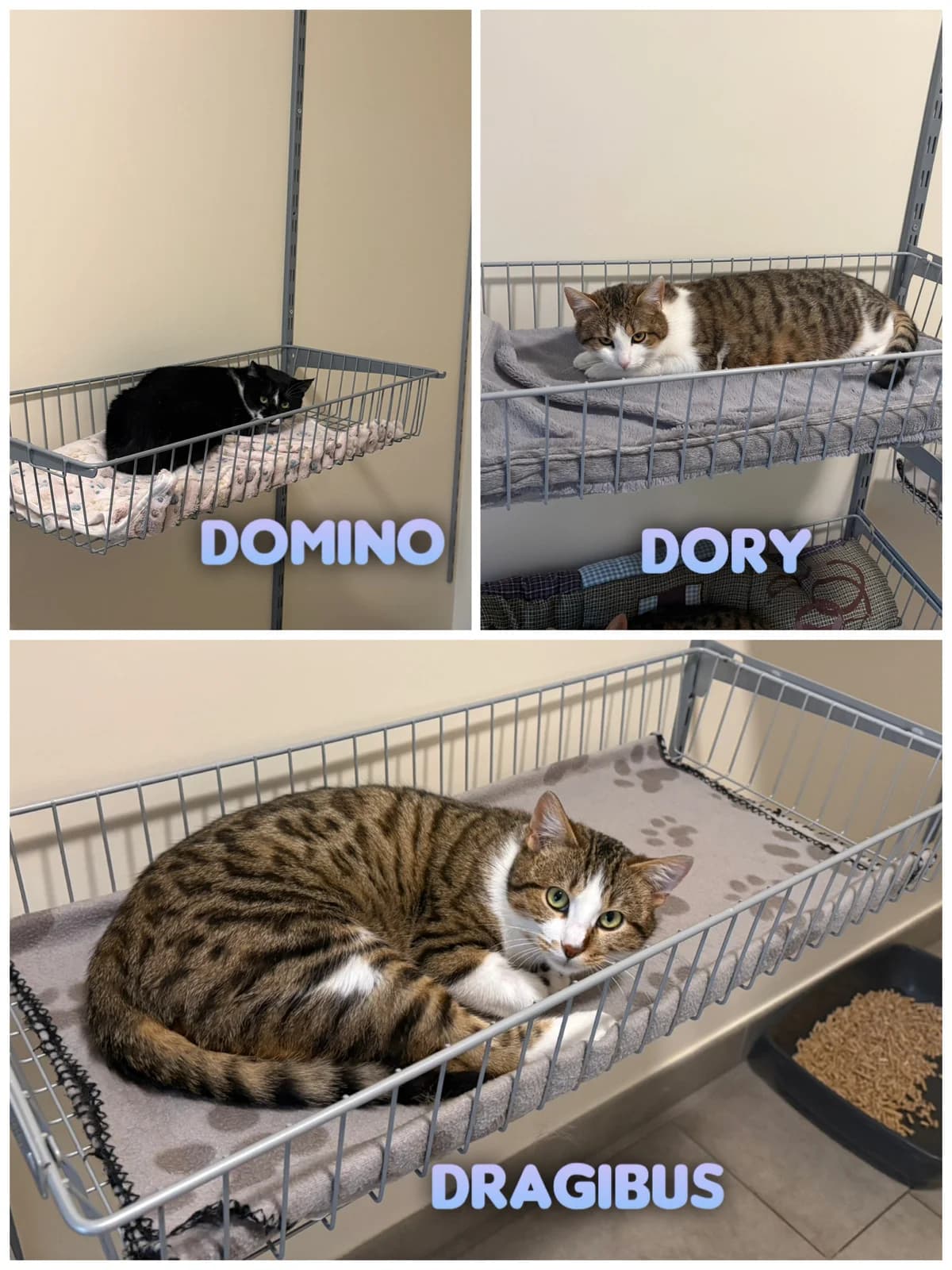 Domino, Dory et Dragibus, Tigré-blanc, Noir-Blanc male European Shorthair for adoption at SPA La Côte