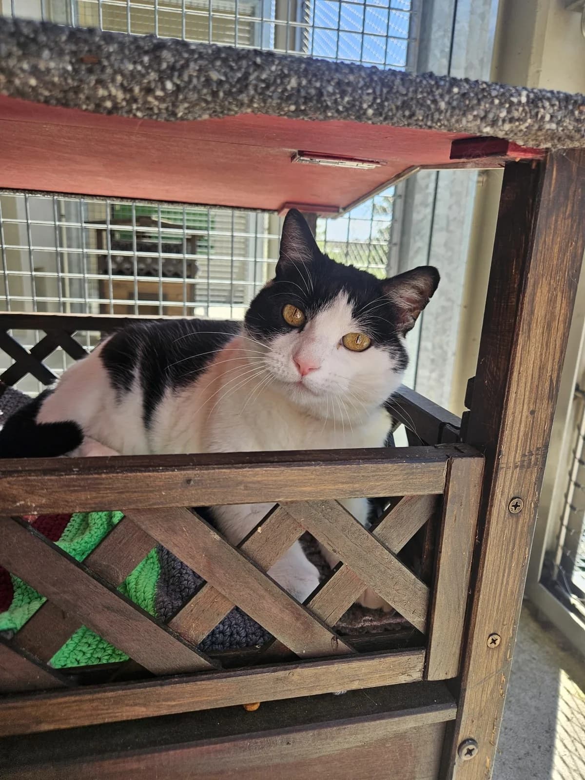 Island, Noir et blanc male senior European Shorthair for adoption at SPA La Côte