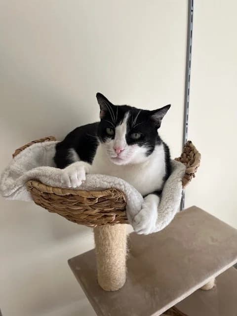Kora, Noir-Blanc female senior European Shorthair for adoption at SPA La Côte