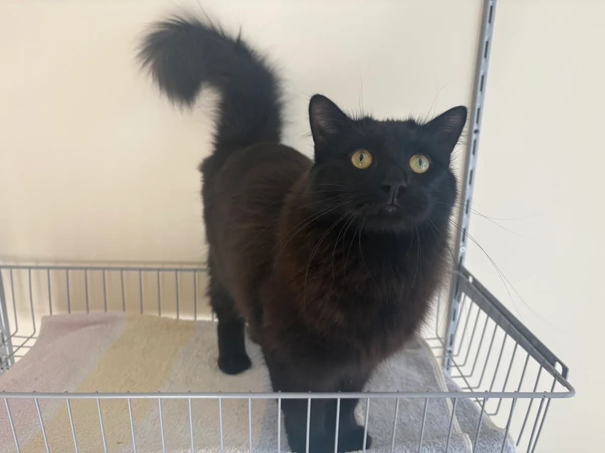 Oreo, Noir male young European Shorthair for adoption at SPA La Côte