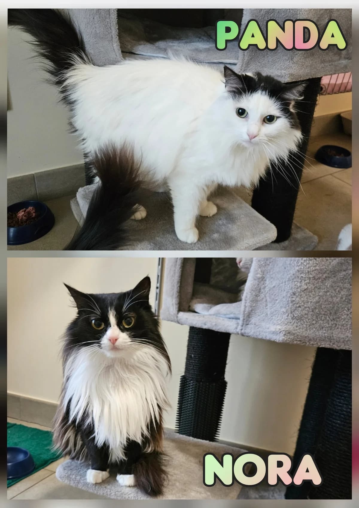 Panda et Nora, Noir-Blanc female European Shorthair for adoption at SPA La Côte