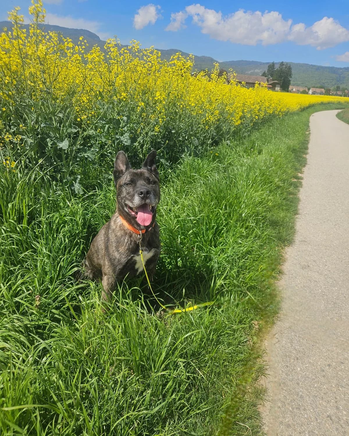 Gotham, Bringé male Staffordshire Bull Terrier for adoption at SPA La Côte