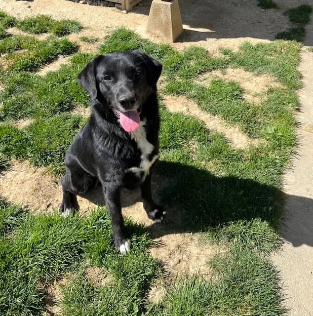 Gut's, Noir et Blanc male Labrador Retriever for adoption at SPA La Côte