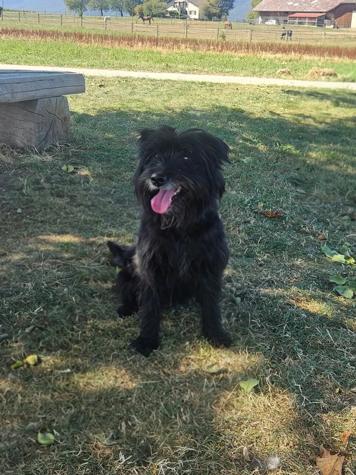 Manina, Noir female 3yo mixed breed for adoption at SPA La Côte