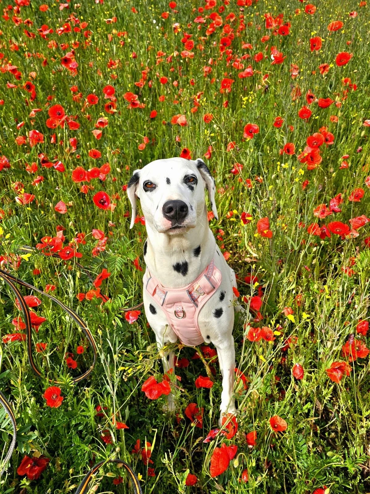 Pumpkin, Blanc et Noir female 6yo Dalmatian for adoption at SPA La Cรดte