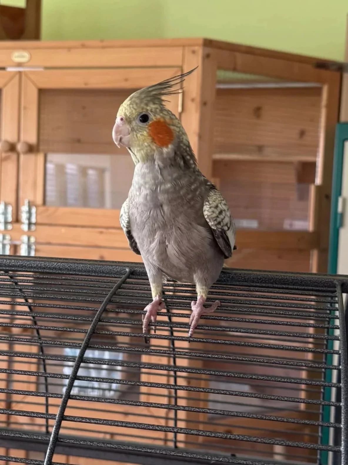 Flamenco, Tricolore female mixed breed for adoption at SPA La Côte