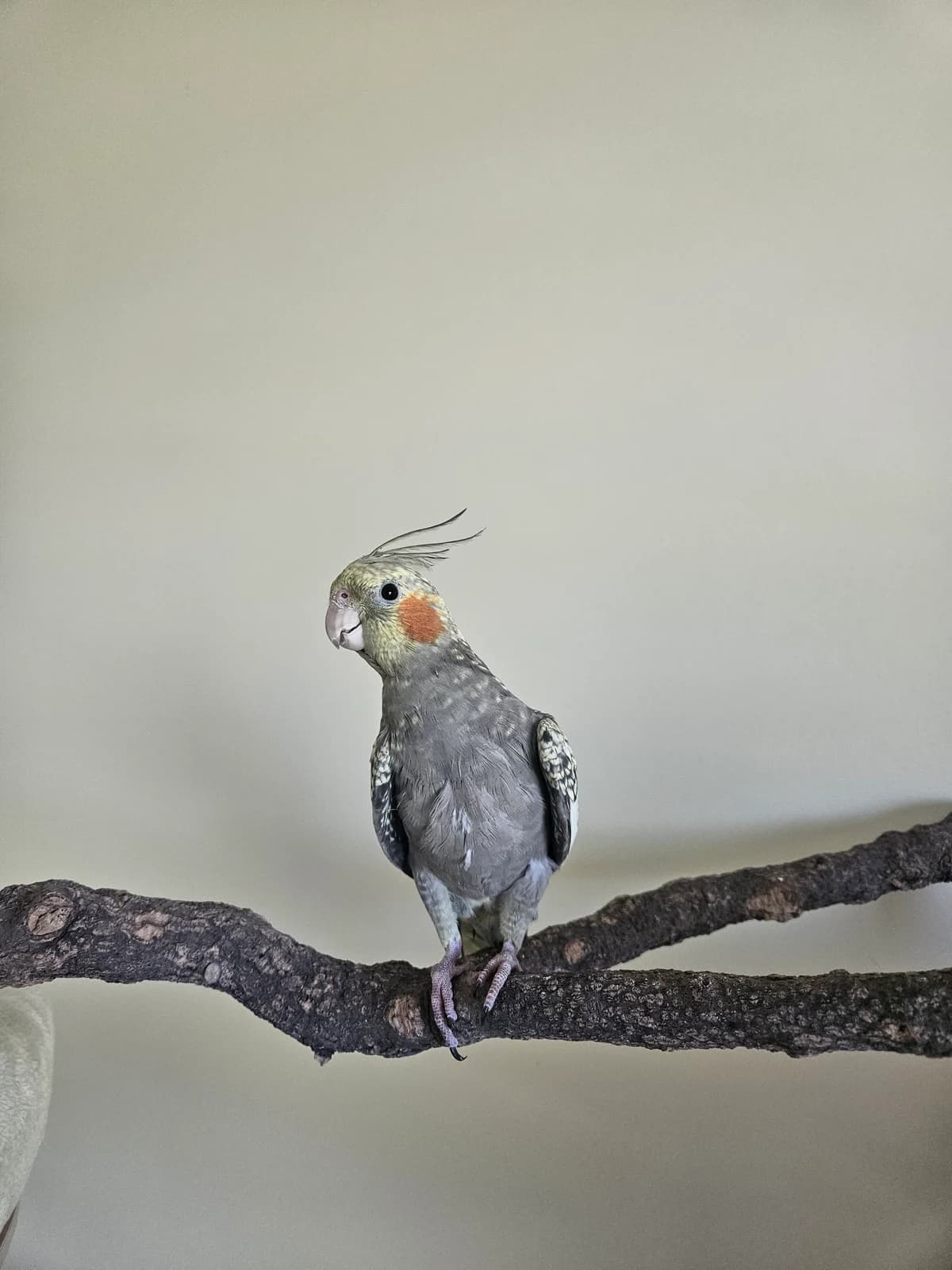 Flamenco, Tricolore female mixed breed for adoption at SPA La Côte