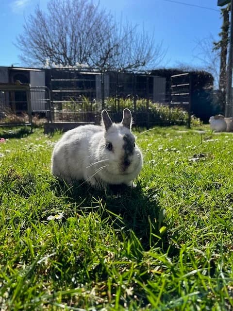 Maya, Bicolore female mixed breed for adoption at SPA La Côte