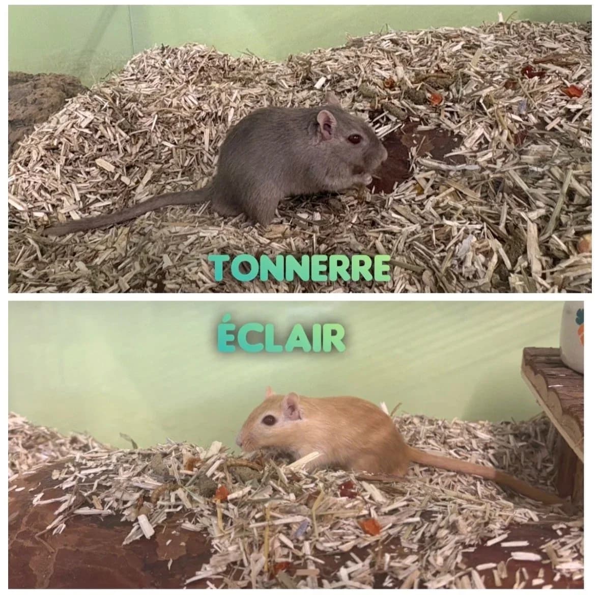 Tonnerre et Éclair, Gris (Tonnerre) Crème (Éclair) male young mixed breed for adoption at SPA La Côte