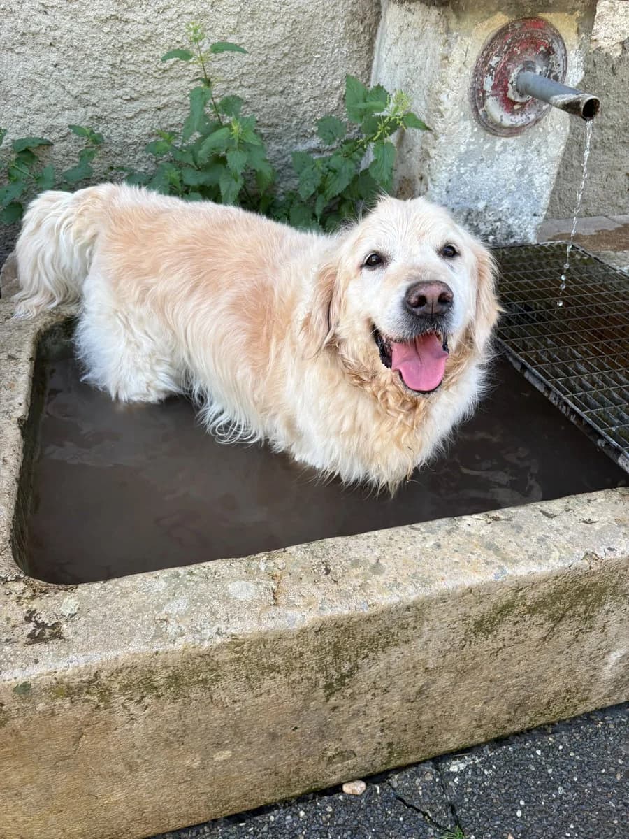 Charly, male Golden Retriever for adoption at SPA Le Locle, Le Locle