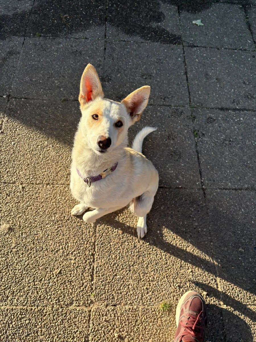 Dune, female Mixed Breed for adoption at SPA Le Locle, Le Locle