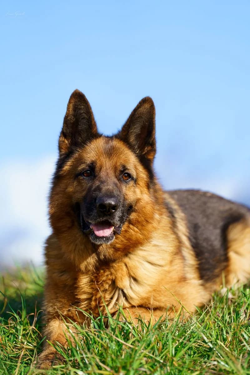 Lasko, male senior Mixed Breed for adoption at SPA Valais, Uvrier