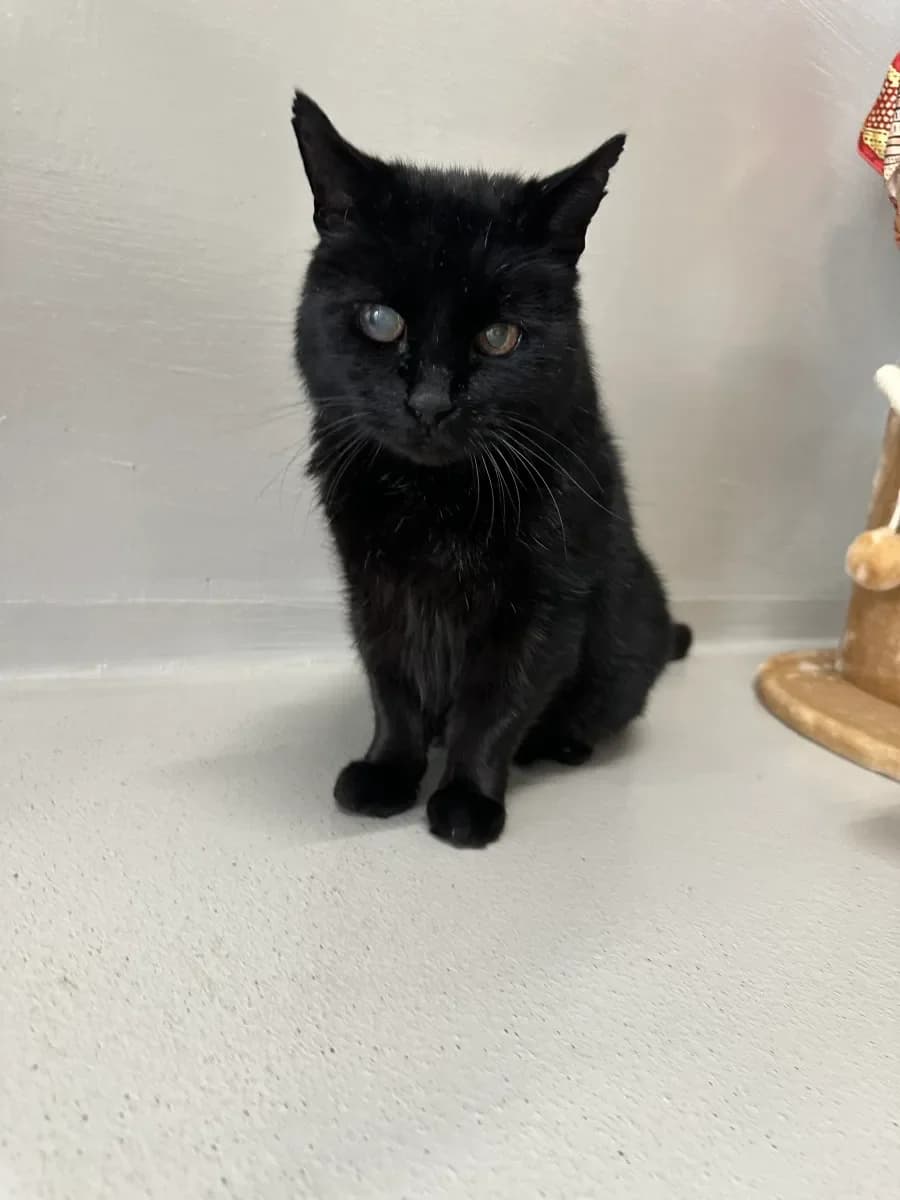 Mystik, Noir female senior European Shorthair for adoption at SPA Valais, Uvrier
