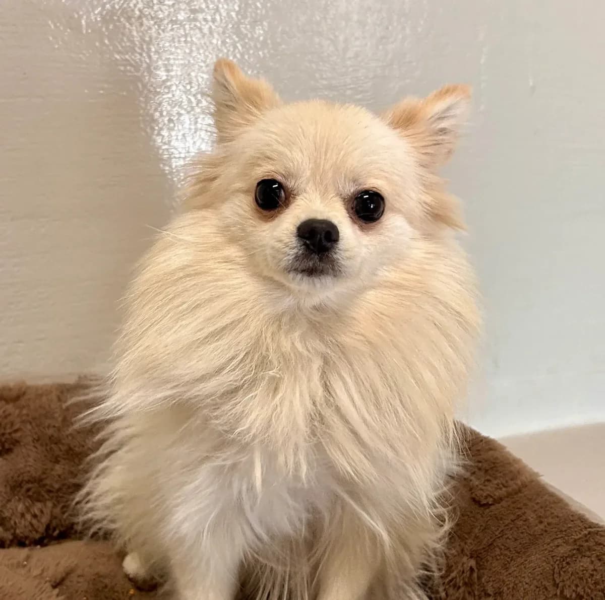 Dori, Blanc et beige female young Pomeranian for adoption at SPA Valais, Uvrier