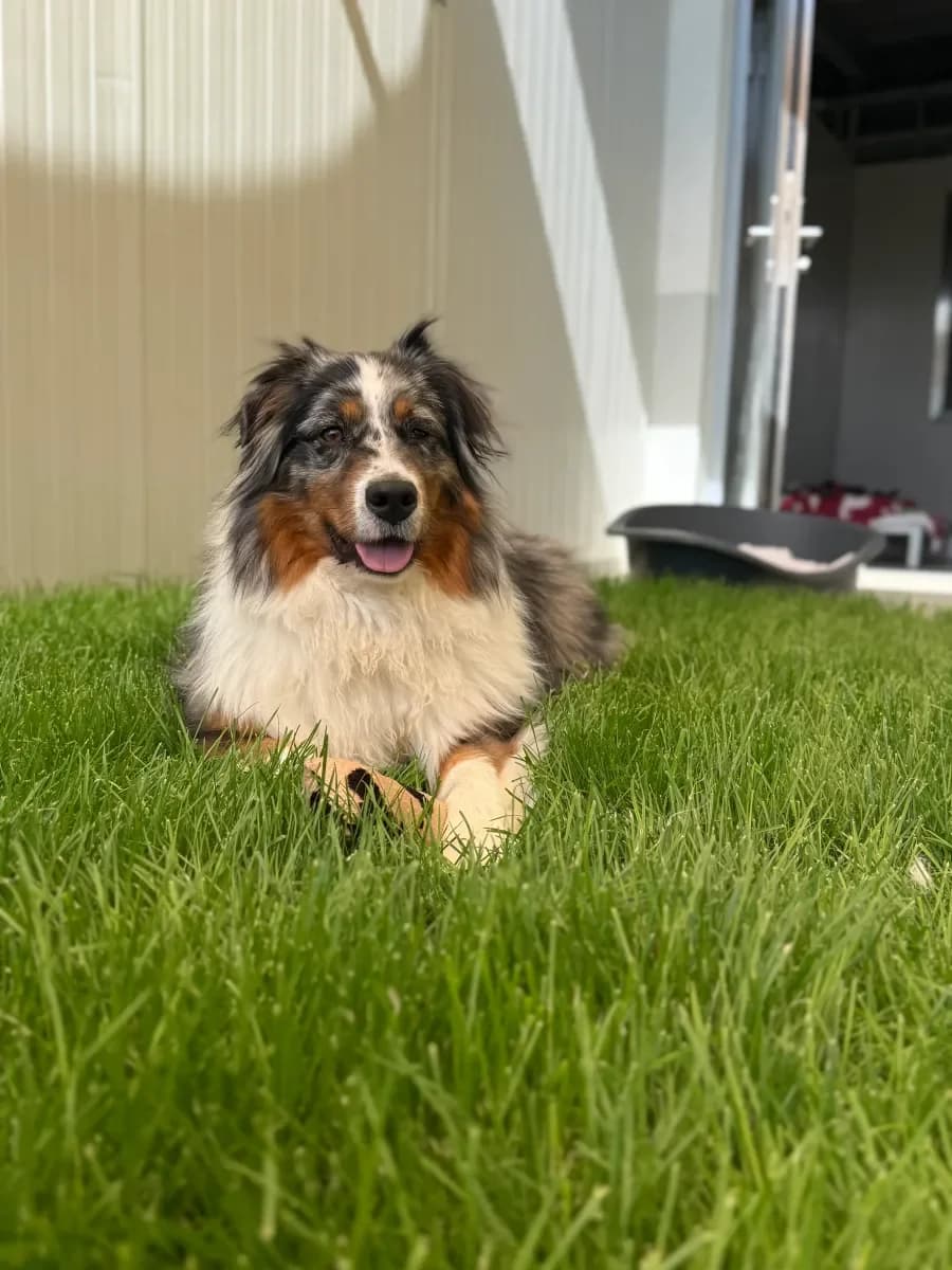 Ashka, Bleu merle female young Australian Shepherd for adoption at SPA Valais, Uvrier