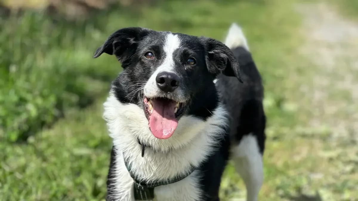 Broly, Noir-blanc male senior Border Collie for adoption at SPA Valais, Uvrier