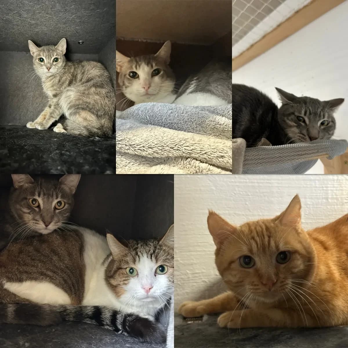 6 chats d’intérieur, European Shorthair for adoption at SPA Valais, Uvrier